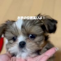 顎のせするこげまるくん