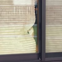 見送る柴犬