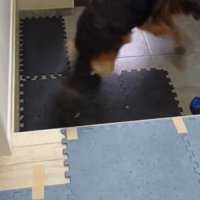 回る犬1