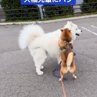 大福先輩にハグするぽんたくん