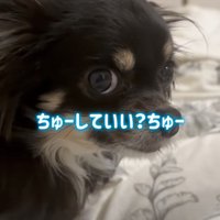 怒る犬に近づいてみる