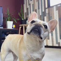 飼い主に「お芋」と言われて飼い主を見上げる犬