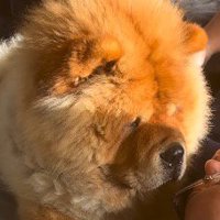 男性の顔を見つめている犬の顔