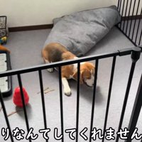 出勤前のママさんとメイちゃん8