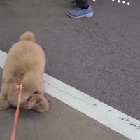 リードを引いても動かない犬