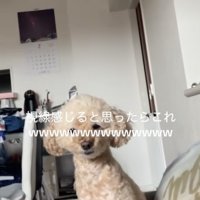 見られてる…？