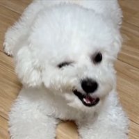 ビションフリーゼ