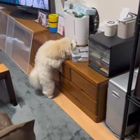 イタズラしているてんてん君
