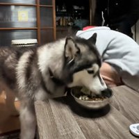 ご飯を食べる犬