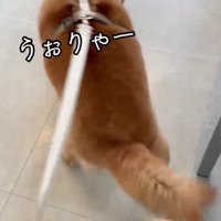 必死に逃げるのんちゃん
