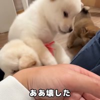 争いがスタート！