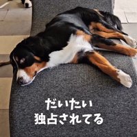 どいてくれる気配ゼロ