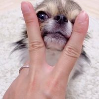 指に顔を乗せるくるみちゃん