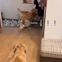 駆け寄る大型犬たち