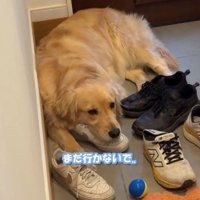 靴の上に寝て動かない犬