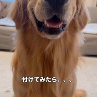 嬉しそうに笑顔を見せる犬