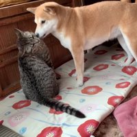 キスされると骨抜きに！？