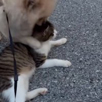 近づく犬