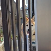 笑顔の信長くん