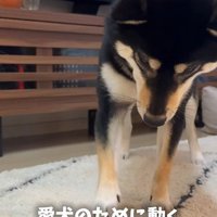 ボールで遊ぶはるちゃん