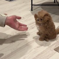 おすわりをして前足を高く上に上げる子犬