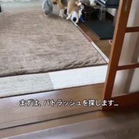 部屋を見渡す犬