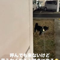 飼い主さんが隠れた時のめかぶ君4