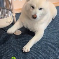 前足を伸ばしてマッサージを催促する柴犬
