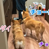 3匹揃っておねだり！