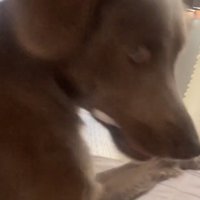 顔を上げた犬