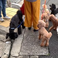 お散歩中にワンコ6匹と遭遇