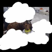 カメラが捉えた盗み食いの瞬間