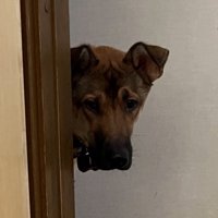 顔にシワが寄る犬