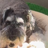 クッションの上でくつろぐ犬