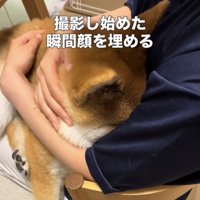 人の胸元に顔をうずめる犬