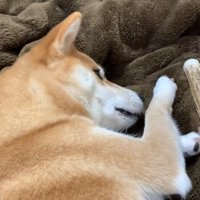 手を枕にしてゴロン♪