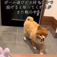 ボールを咥えたレモンちゃん