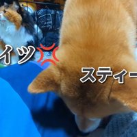 ヨギボーでくつろごうとしたら…