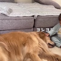 ほのちゃんがナデナデ