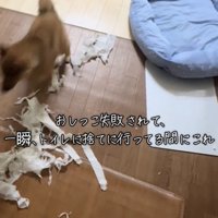 ベッド近くで犬が走る様子