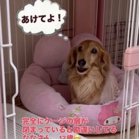 ベッドで見上げる犬