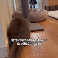 歩く犬