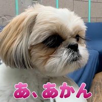 震え始めるココちゃん