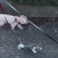 わんこについてきた♡