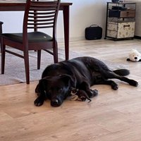 キングくんと子猫4