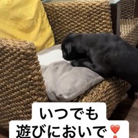 クッションのにおいを嗅ぐ犬