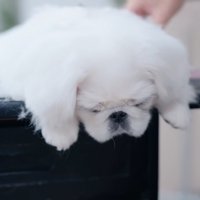 眠ってしまったもち太くん