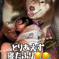 まさかの狸寝入り！！