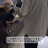 女性が抱っこしている赤ちゃんに駆け寄る2頭の犬