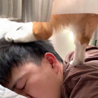 男性の頭に左足を乗せる犬